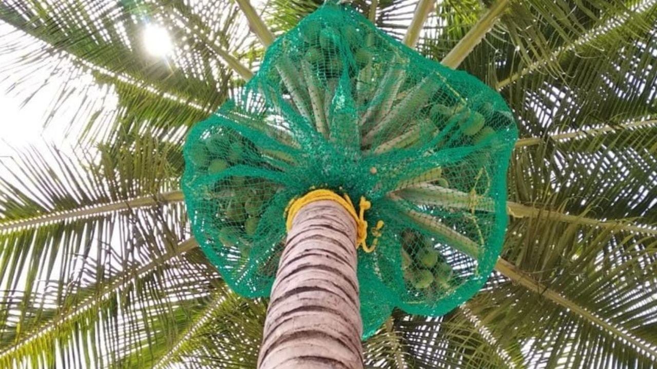 Coconut tree safety nets image placeholder